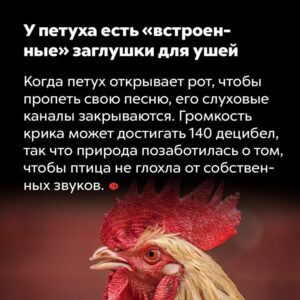 Балько Елена Александровна, г. Тара, Омская область, БДОУ "Детский сад 9 г. Тары", Ильина Лиза, 5 лет, Средняя группа "Маячок", " Петух", Номинация: Домашние птицы