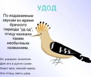 Шмыткина Любовь Константиновна г. Санкт-Петербург ГБДОУ детский сад 86 Приморского района Семенова Дарья 4г. 6 мес. Номинация: Дикие птицы "Удод"