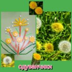 Володина Екатерина Сергеевна Иркутск МБДОУ г. Иркутска детский сад№101 Краснов Тимур 4 года Полевые цветы "Букет из одуванчиков"